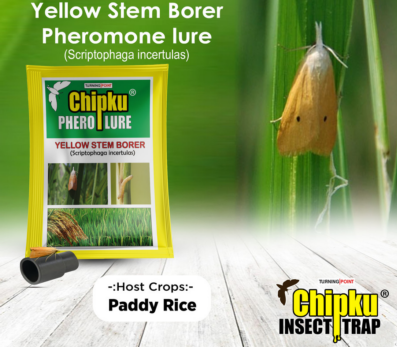 Chipku Pheromone Funnel Trap with YSB Lure (Combo Pack of 10)