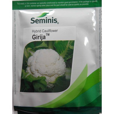 Cauliflower GIRIJA