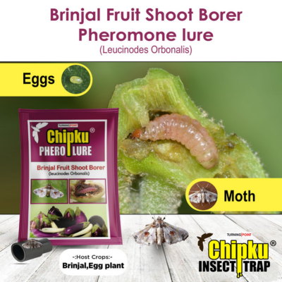 Chipku Brinjal Fruit & Shoot Borer Lure