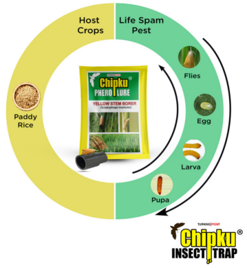 Chipku Yellow Stem Borer Lure
