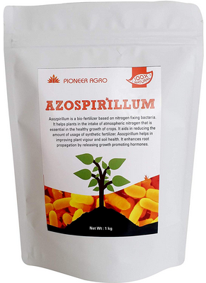 Azospirillum - Nitrogen Fixing Bacteria
