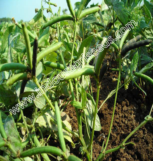 Blackgram / Udad Indo US Rajavi