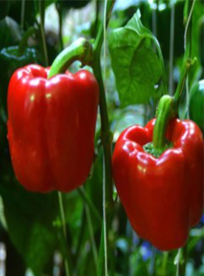 Bell Pepper Red