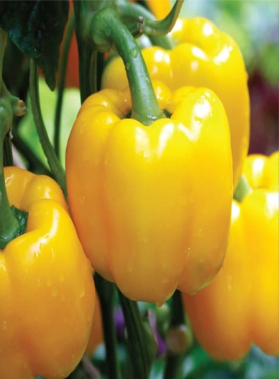 Bell Pepper Yellow