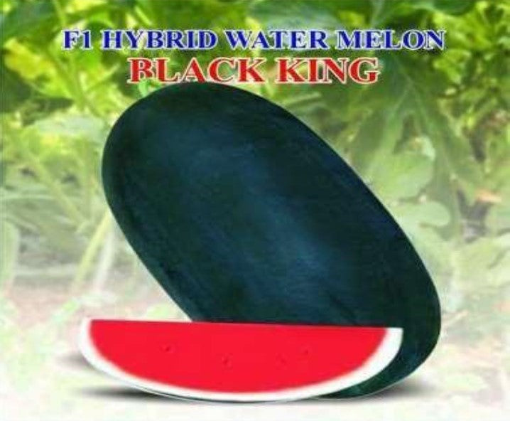 Watermelon F1 Iris Black King