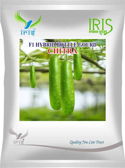 BottleGourd / Lauki F1 Iris Chitra 20 grams