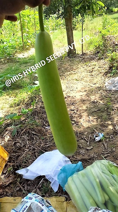 BottleGourd / Lauki F1 Iris Hazari 04