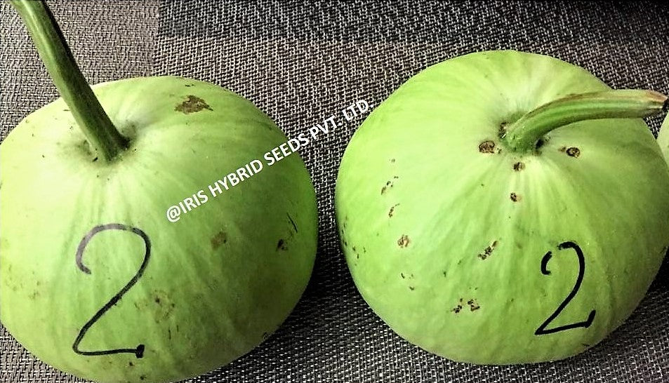 BottleGourd / Lauki F1 Iris Round Mumtaj