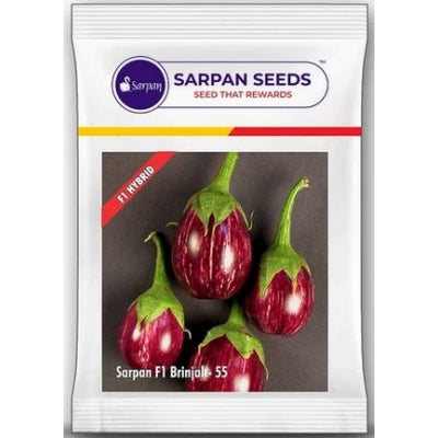 Brinjal Sarpan 55