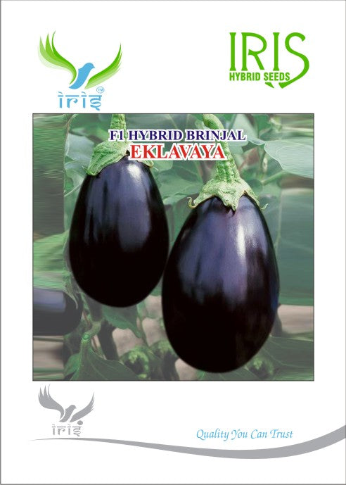 Brinjal Iris F1 Eklavaya