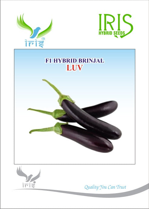Brinjal Iris F1 Luv