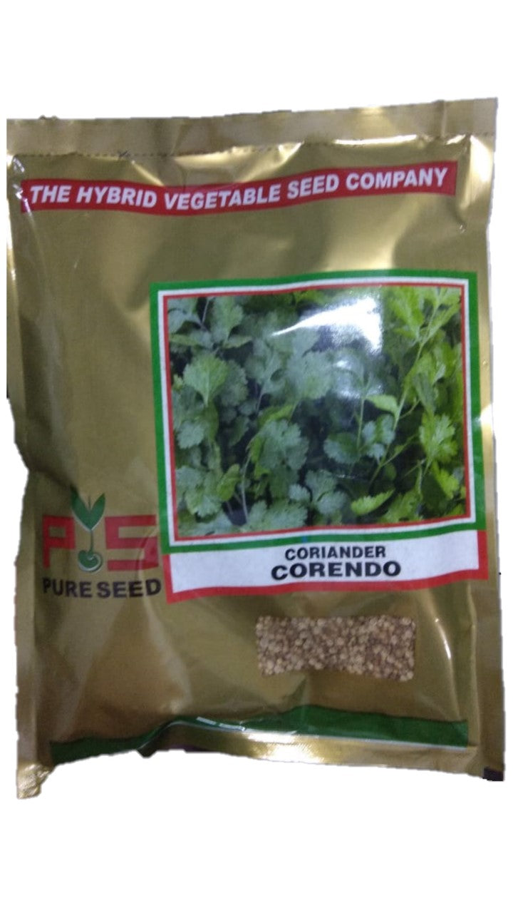 Coriander / Dhaniya Corendo