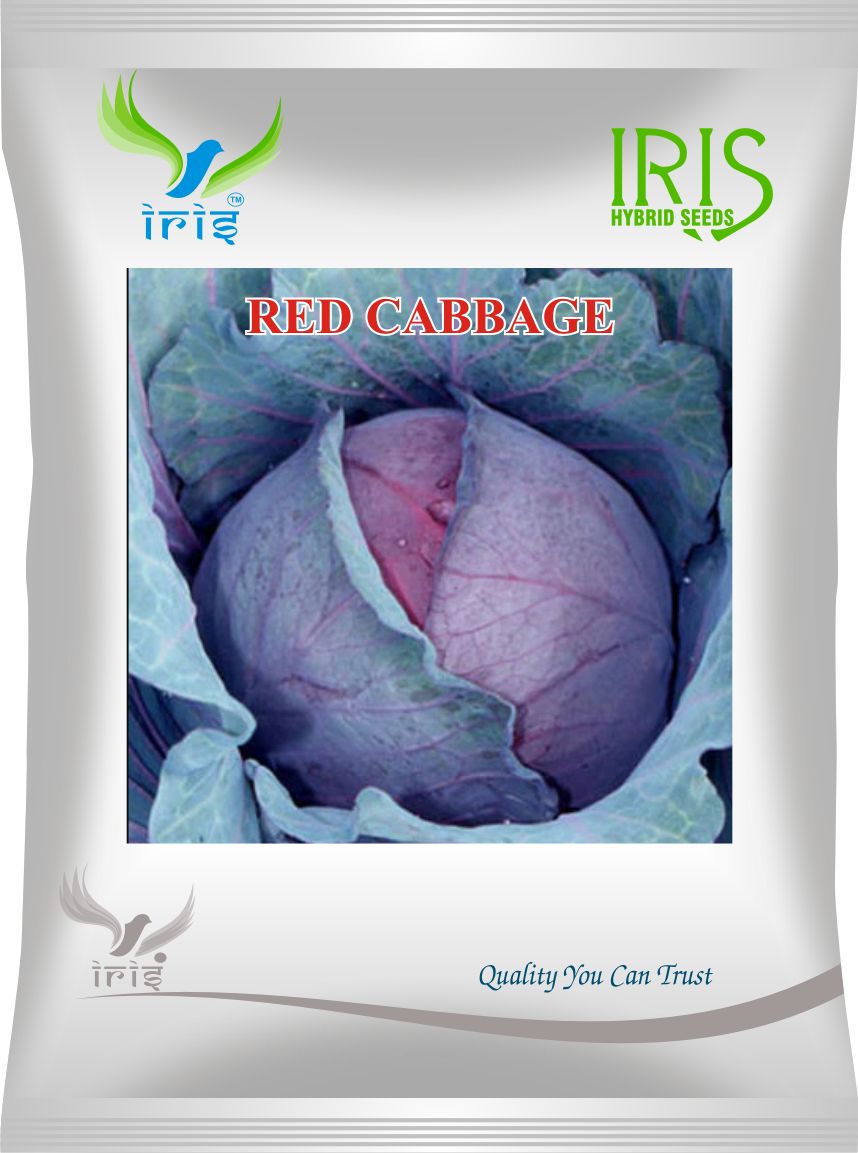 Iris Red Cabbage / Patta Gobi