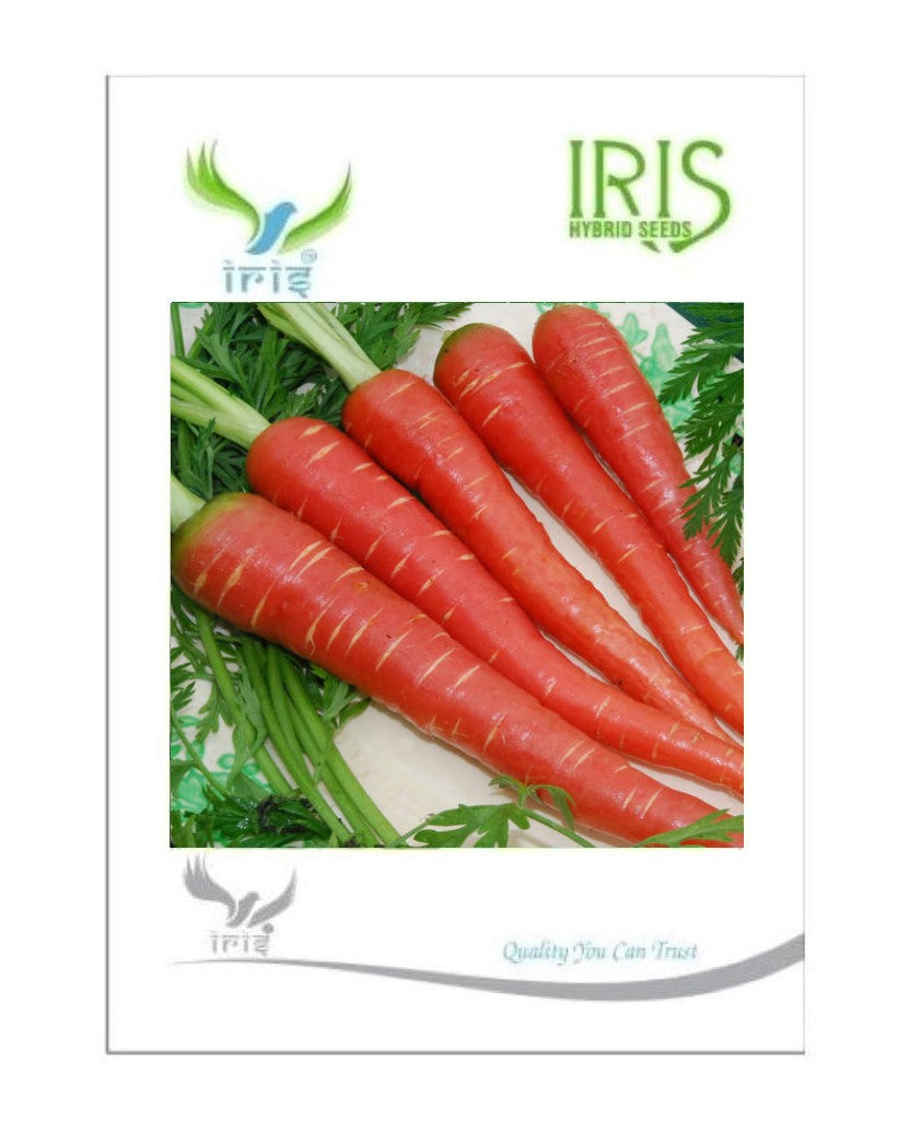 Iris Imported Carrot