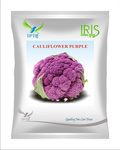 Iris OP Cauliflower Purple 10 grams