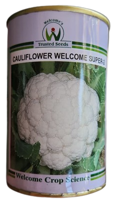 Cauliflower Welcome Super-2