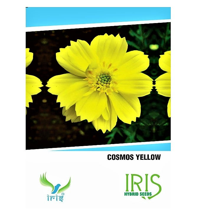 Iris Imported Cosmos Yellow