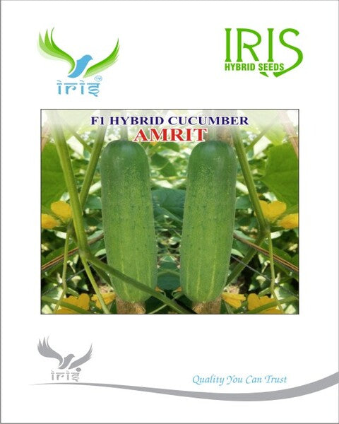 Cucumber / Kakri F1 Iris Amrit