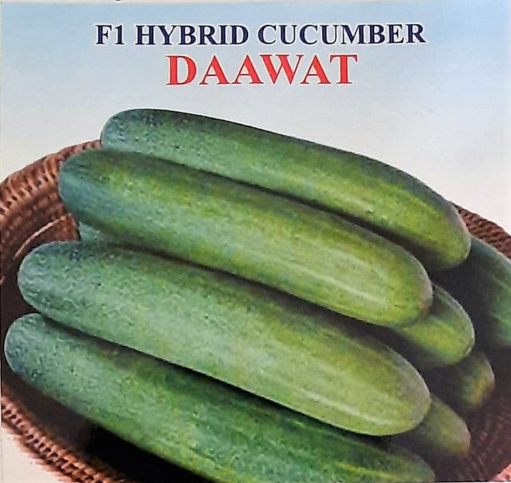 Cucumber / Kakri F1 Iris Dawat
