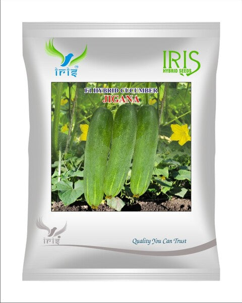Cucumber / Kakri F1 Iris Jigana