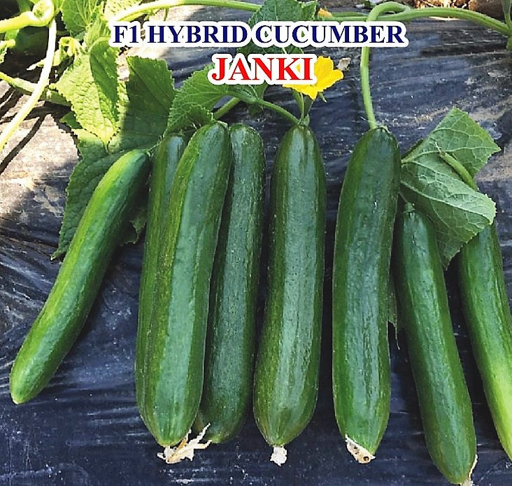 Cucumber / Kakri F1 Iris Janki (Beit Alpha Type)