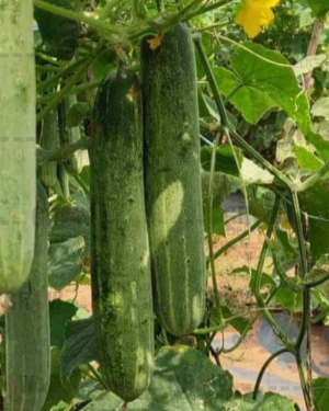 Cucumber / Kakri F1 Mahabali-45