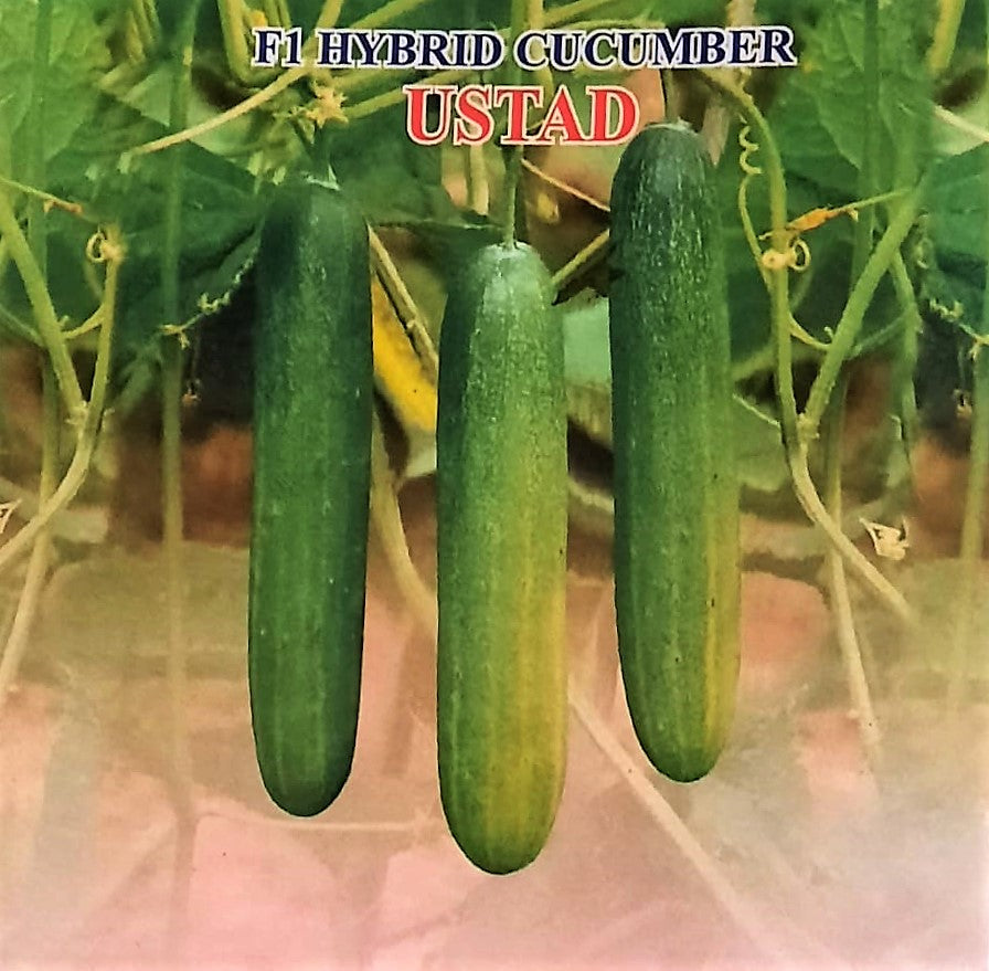 Cucumber / Kakri F1 Iris Ustad