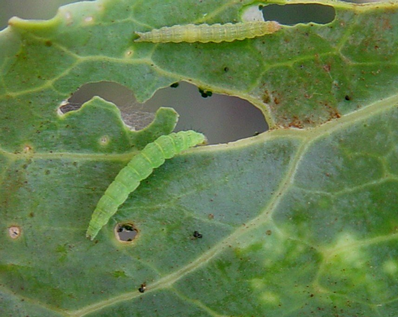 DBM Lure / Plutella xylostella Pheromone Lure