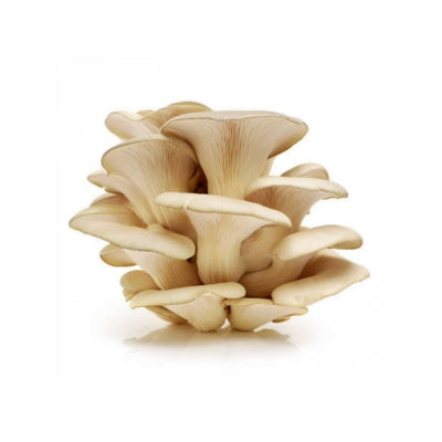 SporeKart White Oyster Mushroom Spawn (Seeds)