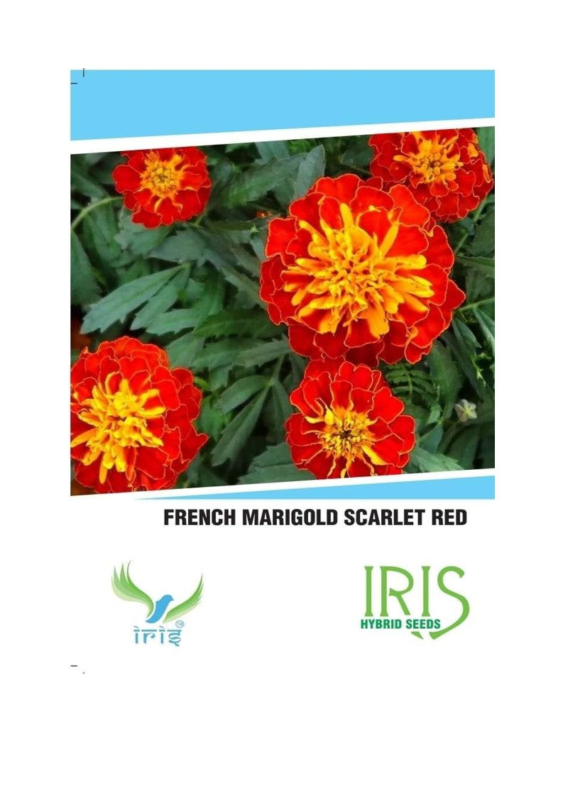 Iris Imported French Marigold Scarlet