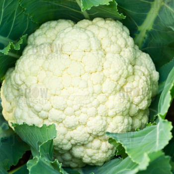 Cauliflower F1 Frosty Crown