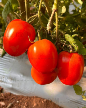 Tomato F1 GD-311
