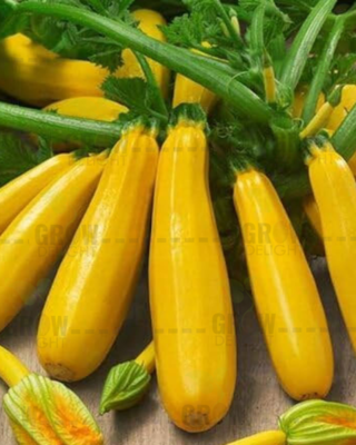 Zucchini / Tori F1 Golden Tejas