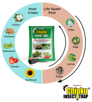 Chipku Helicoverpa Lure