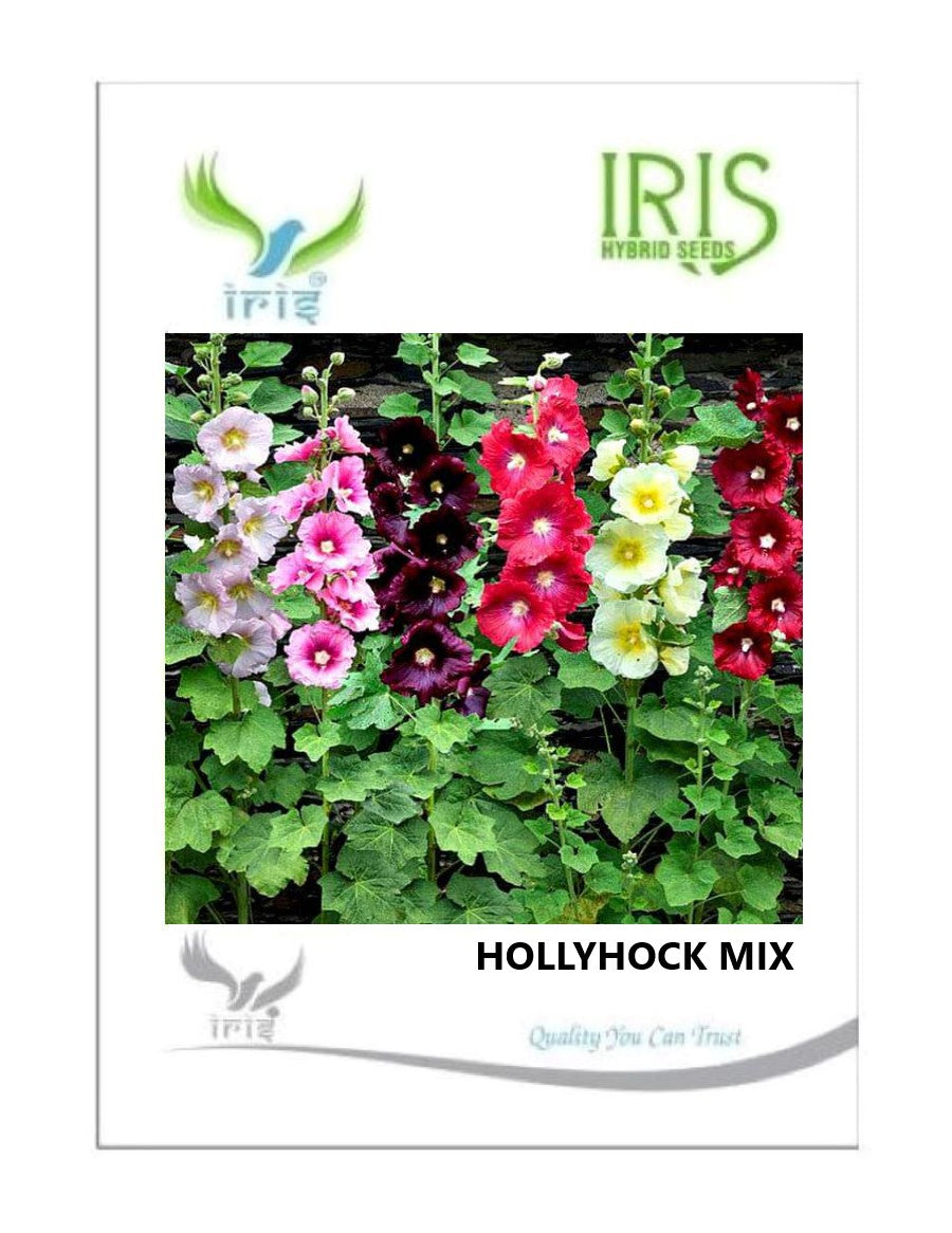Iris Imported Hollyhock Mix