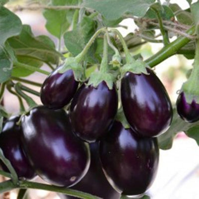 Brinjal IVBJH-341 10 grams