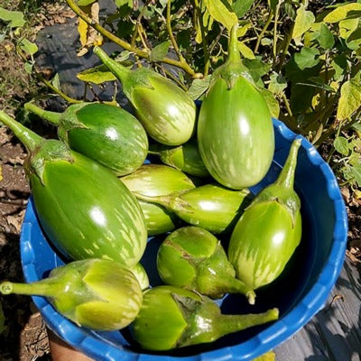 Brinjal IVBJH-361 10 grams