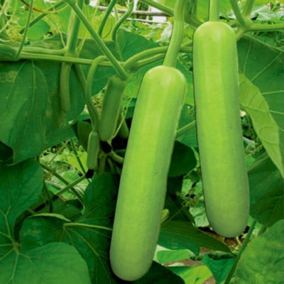 Bottlegourd / Lauki IVBTH-402 50 grams