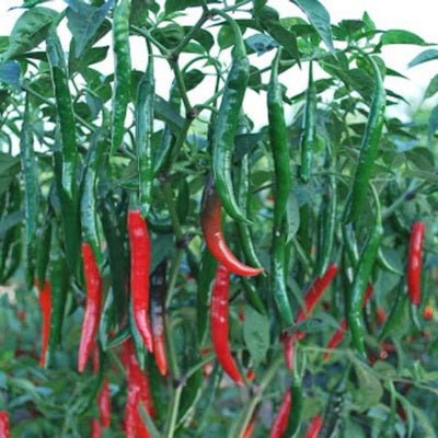 Chilli / Hot Pepper IVHPH-1