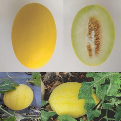 Muskmelon / Kharbooja IVMMH-841 50 grams