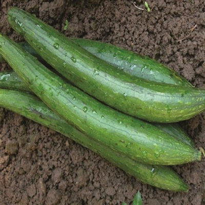 SpongeGourd / Galki IVSGH-551 50 grams