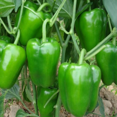 Capsicum IVSPH-76 10 grams