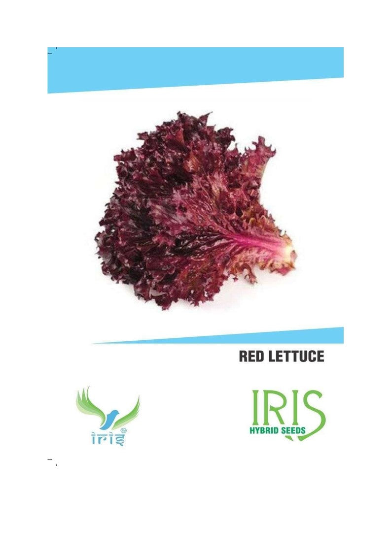 Iris Imported Red Lettuce