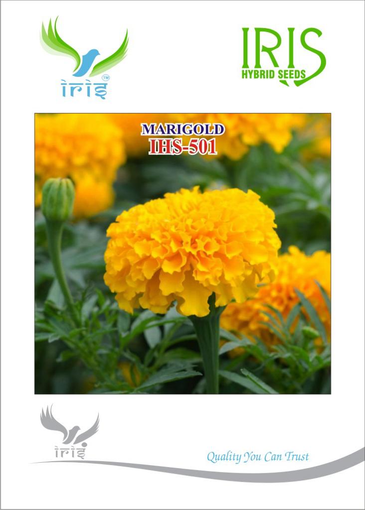 Marigold Orange Iris OP IHS-501 10 grams