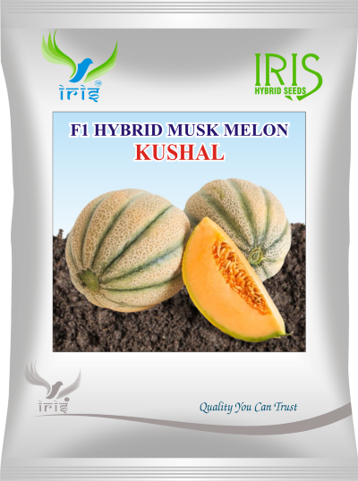 Muskmelon / Kharbooja F1 Iris Kushal 10 grams