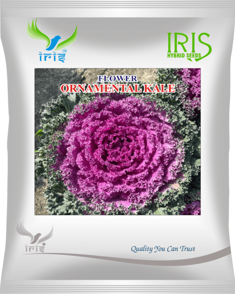 Iris Imported OP Ornamental Kale 300+ Seeds