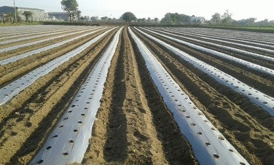 Mulching Film Silver Black 1.2 meter x 25 microns