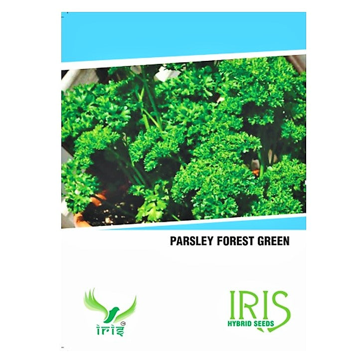 Iris Imported Parsley