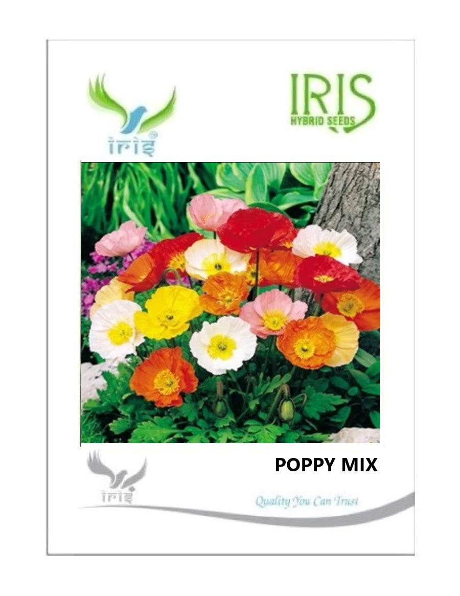 Iris Imported Poppy Mix