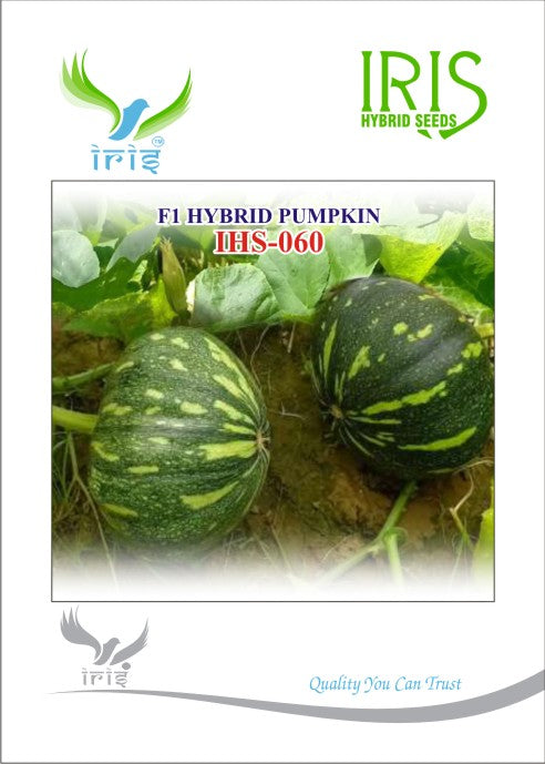 Pumpkin / Kaddoo F1 Iris IHS-060 10 grams